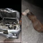 Viajaba de noche por ruta 153 y se le cruzó una vaca: una camioneta impacto con el animal