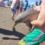 Murió un delfín en Mar del Tuyú después de que un turista, lo sacara del agua